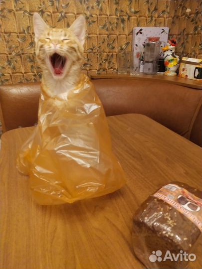 Девочка 5,5 мес