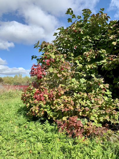 Дом 39,5 м² на участке 20 сот.