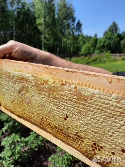 Мёд со своей пасеки, мёд в сотах