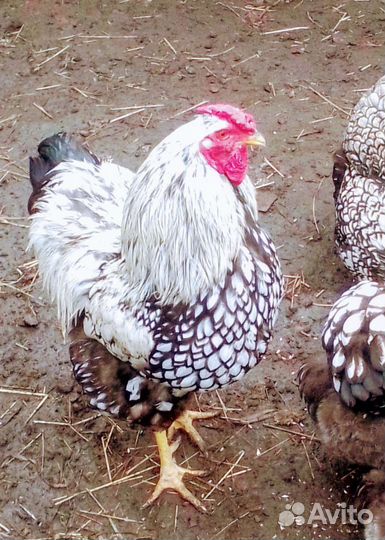 Петухи породистые