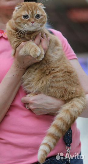 Шотландская вислоухая фолд