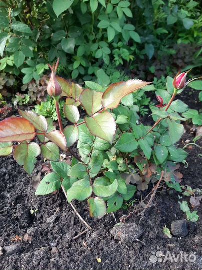 Кустовые розы саженцы