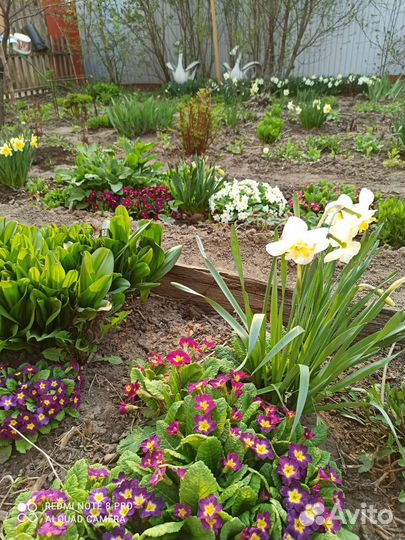 Рассада цветы