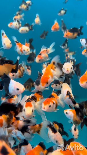 Оранда триколор/панда