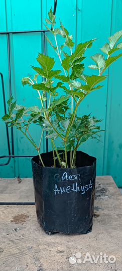 Астильба сортовая