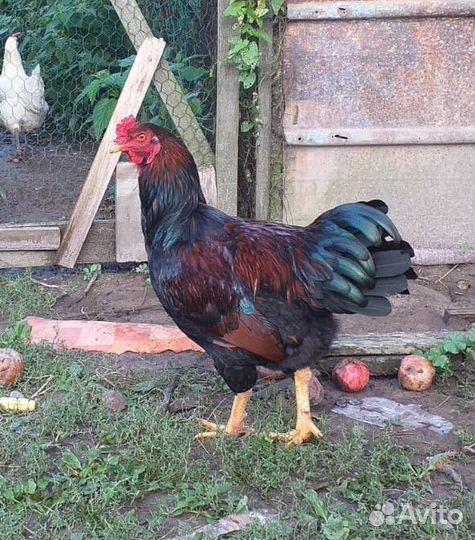 Цыплята петушки петухи породистые и курочки