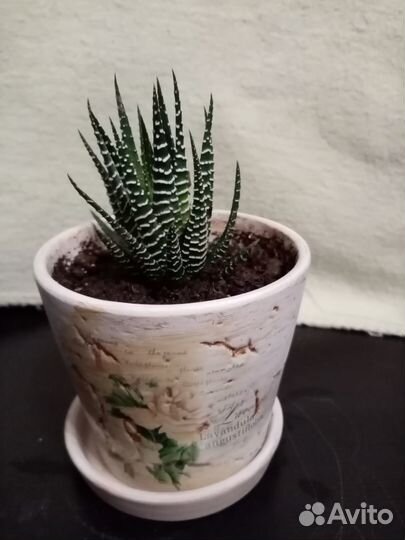 Хавортия Комнатный цветок