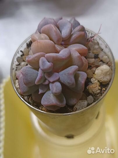 Эхеверии, Седумы