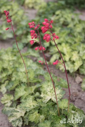 Гейхера Геркулес