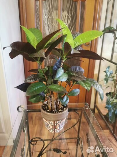 Кротон миссис айстон