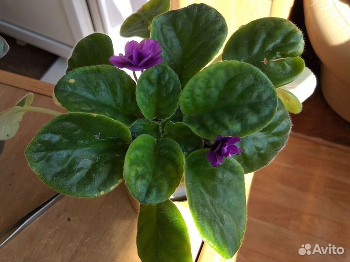 Дримиопсис цветёт, рэо цветёт, молочай,фиалки