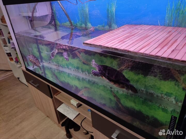 Черепашки красноухие