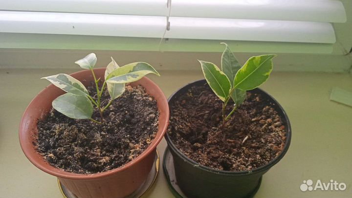 Фикус, панданус