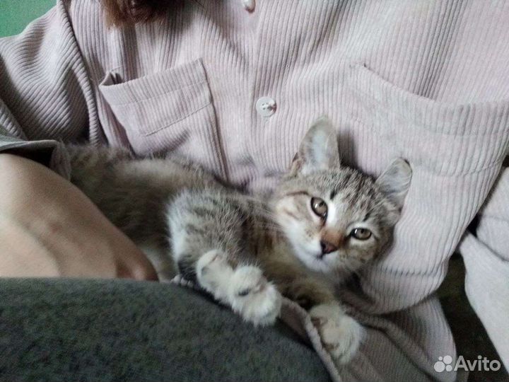 Отдам в добрые руки(девочка)