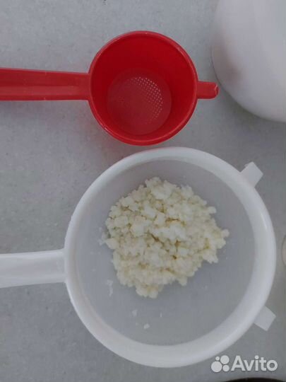 Кефирный тибетский молочный гриб