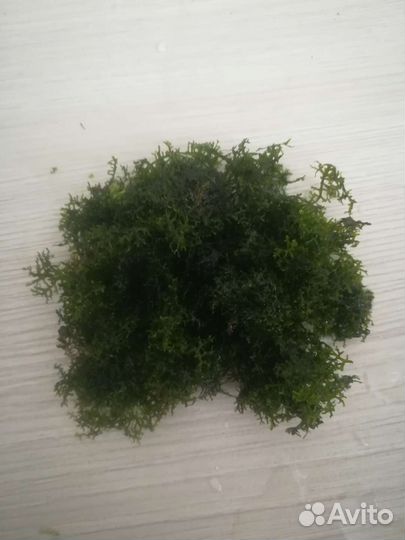 Аквариумное растение