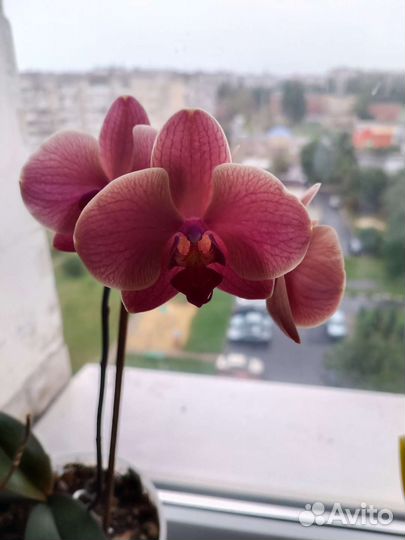 Орхидея фаленопсис