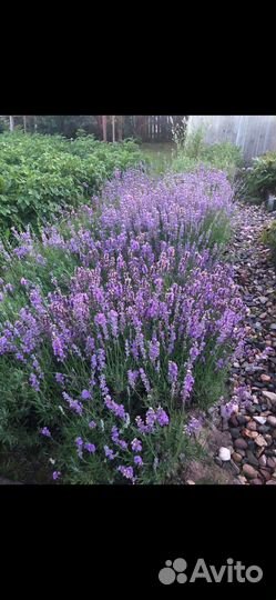 Лаванда, мята, чабрец