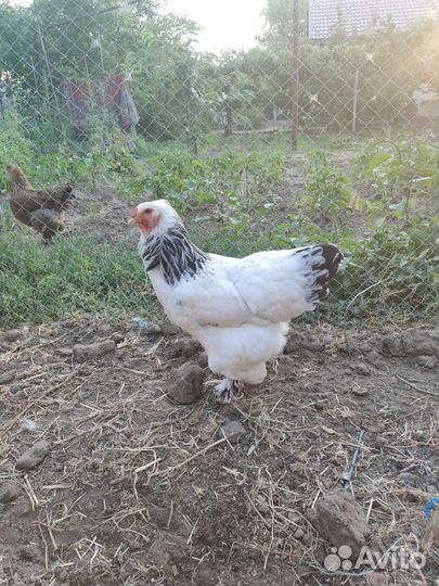 Брама светлая колумбийская, куропатчатая