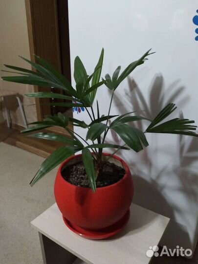 Пальма веерная