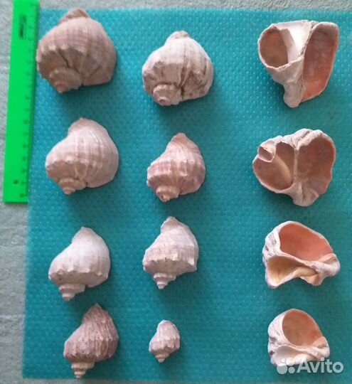 Морские ракушки раковины