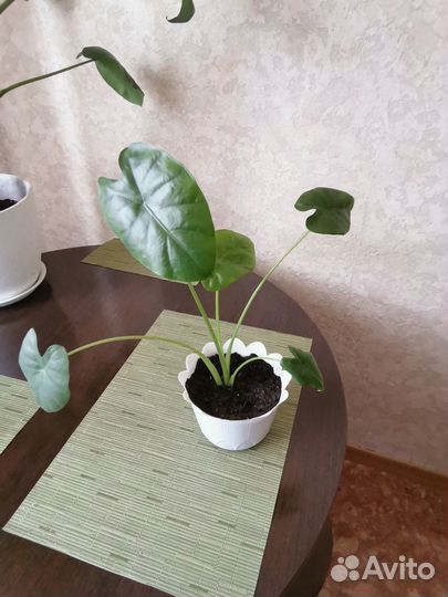 Комнатное растение Алоказия