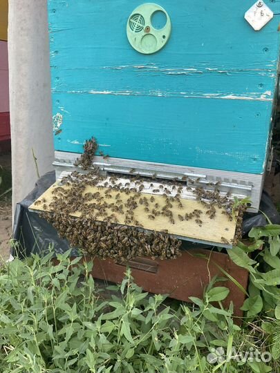 Продам пчел