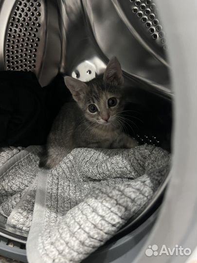 Котята в добрые руки бесплатно