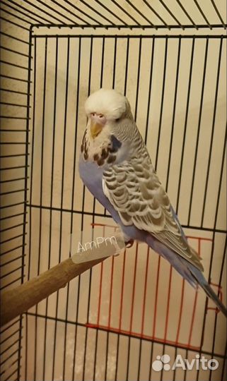 Выставочный волнистый попугай чех на гнездо