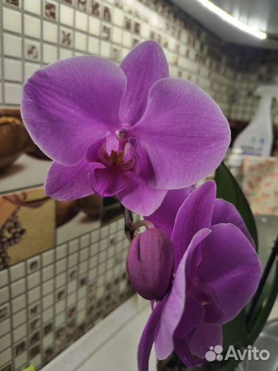 Орхидея фаленопсис