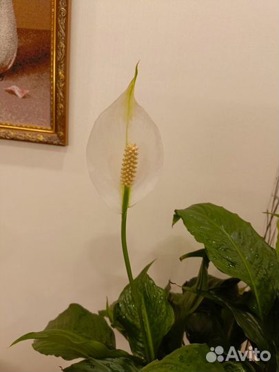 Спатифиллум королевский