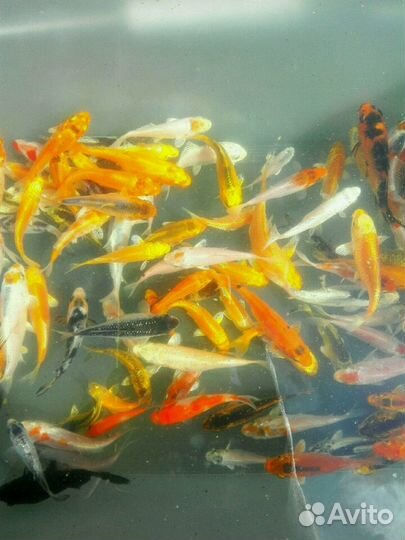 Карпы кои для вашего пруда