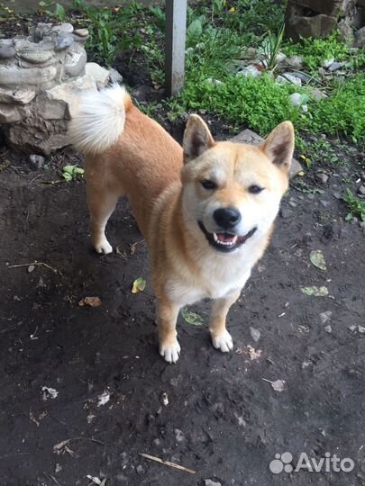 Вязка кобеля Сиба Ину