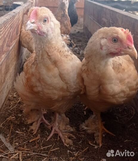 Цыплята, гусята