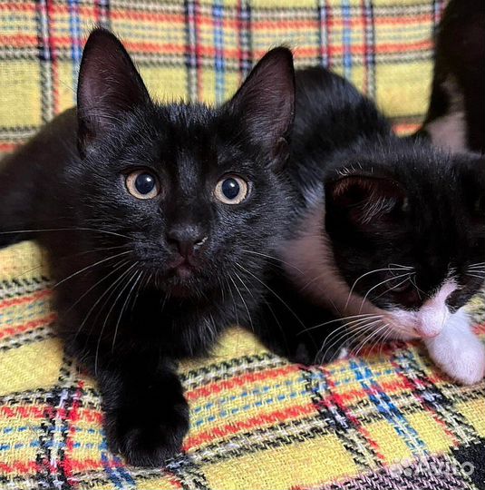 Котята красавцы и ласкуши