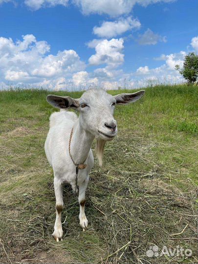 Козы, козёл