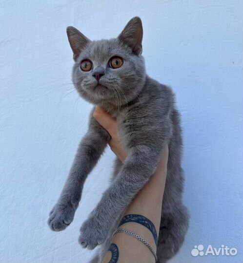 Шотланская кошечка