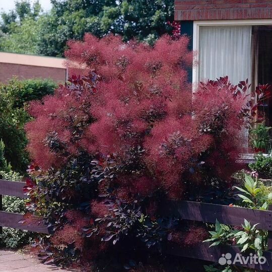 Скумпия кожевенная