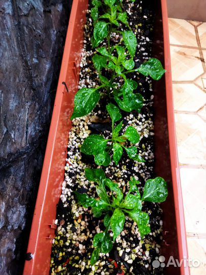 Рассада жгучева перца Огонёк