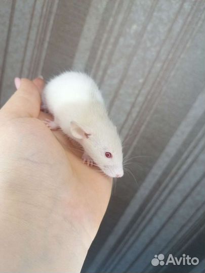 Крыски дамбо