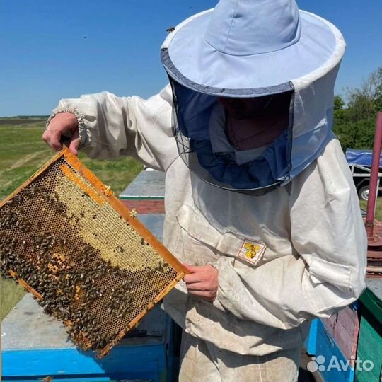 Мед, донник