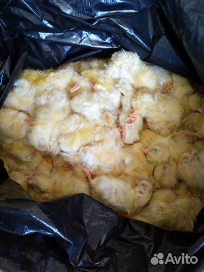 Цыплята суточные,головы куриные цб,желудки неочищ