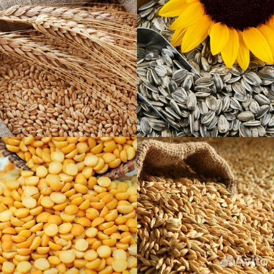 Зерно корма