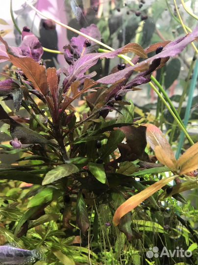 Аквариумные растения, теодоксусы, удо