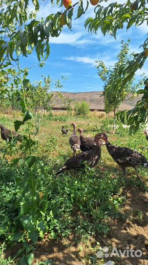 Домашние индюки