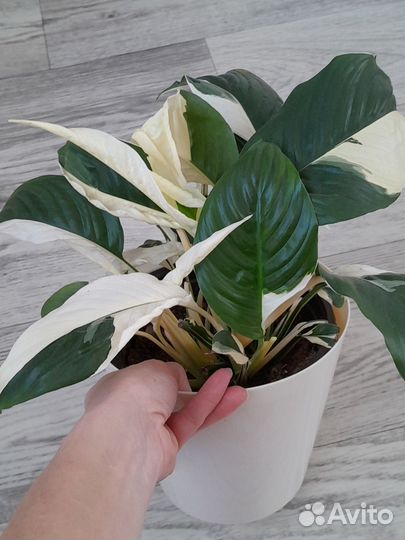 Спатифиллум Пикассо