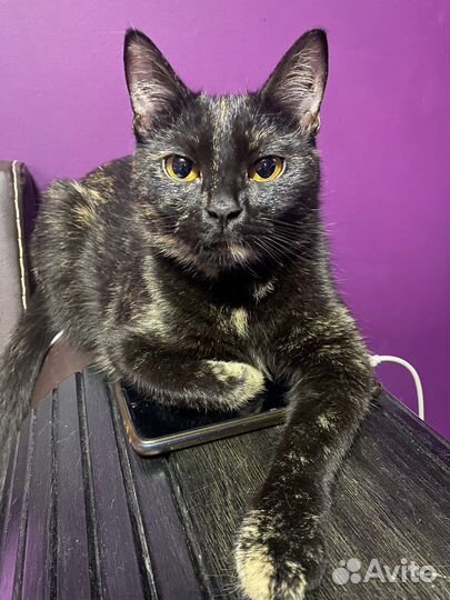 Вязка кошки