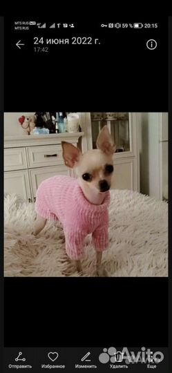 Одежда для маленьких собак