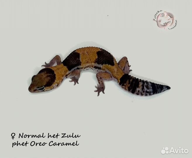 Гемитекониксы, Чахоа, геконы