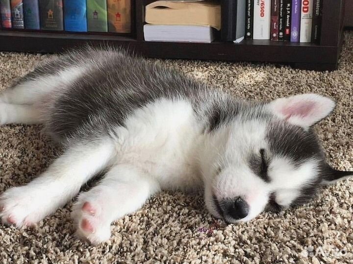 Передержка собак в домашних условиях с кинологом